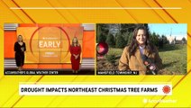 Christmas tree farms impacted by Northeast drought