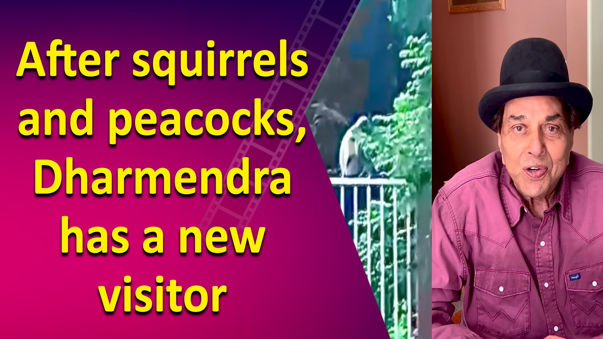 ⁣After squirrels and peacocks, Dharmendra has a new visitor