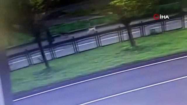 Başıboş köpeklerden kaçarken yola atladı
