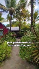 J'ai envie de vivre ici 🐢