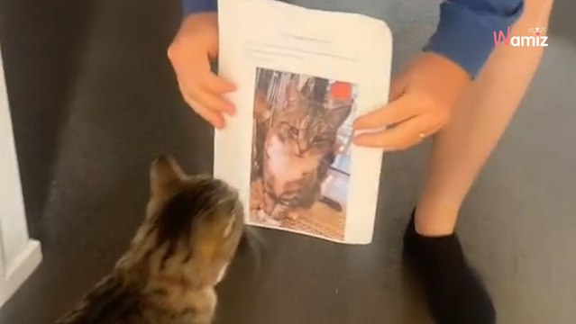 Ce chat errant entre dans la maison comme s'il était chez lui : en le regardant ils sont pris d'un énorme doute (vidéo)