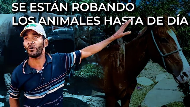 Se están robando los animales hasta de día