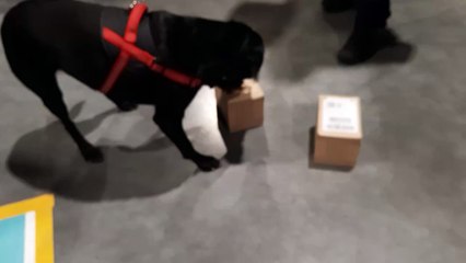 Le chien des Douanes détecte de la drogue