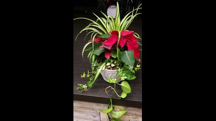 Flowers and Cards for Ariana Wright