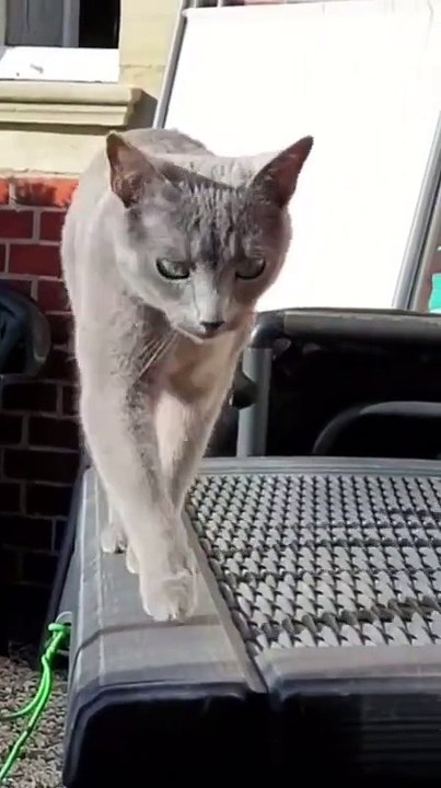 Kucing Lucu Part2