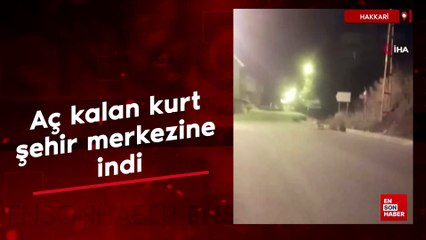 Hakkari'de aç kalan kurt şehir merkezine indi
