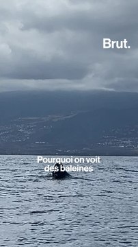 Ils recensent les baleines à la Réunion