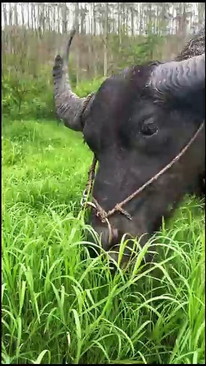 Grazing. Rural buffalo grazing. Eating grass, buffalo, decompressing, innocent eyes