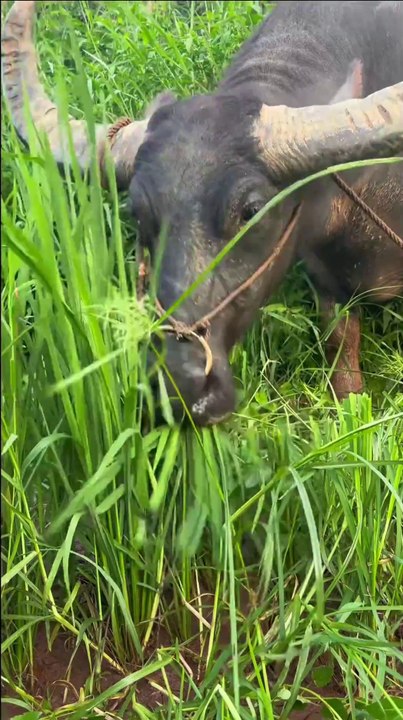 Buffalo eating grass with innocent eyes. Eyes of innocence eating grass buffalo decompressing