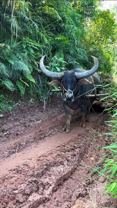 Rice harvest, innocent eyes, rural buffalo. The rice is ripe, the buffalo, the innocent eyes, the countryside