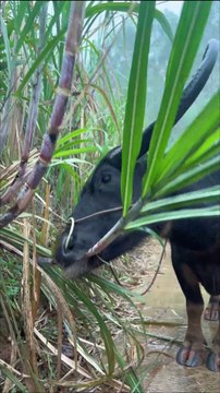 Sugarcane Sugarcane is delicious on rainy days, buffalo in the countryside. rainy day sugarcane buffalo innocence decompression