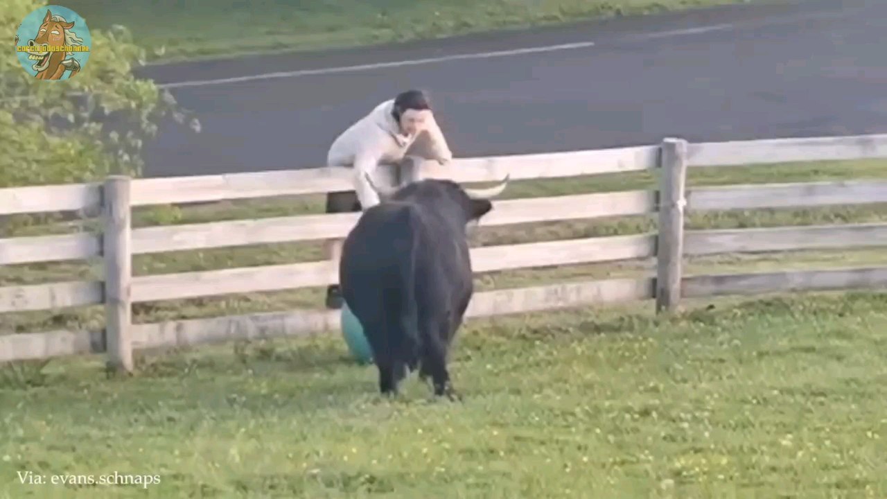 Funny cute animals videos 2024