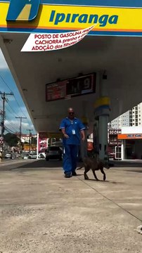 Funcionários de posto resgatam cadela prenha e fazem feira de adoção com filhotes