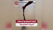 هكذا اصطادوا أسماك البيرانا المفترسة!