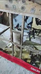 PM apreende 190 aves vítimas de tráfico de animais em Tamboril