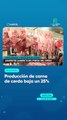 Producción de carne de cerdo baja un 25%