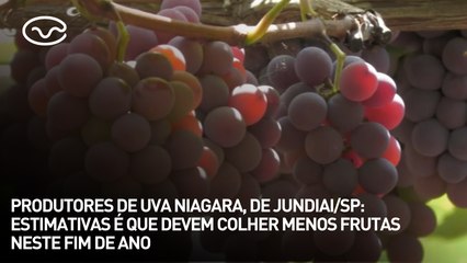 Produtores de uva Niagara, de Jundiai/SP: estimativas é que devem colher menos frutas neste fim de ano