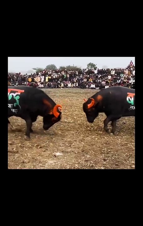 ,,,,,,Bulks,,,,,, fight,,,,,,