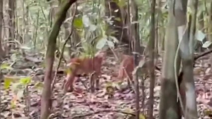 tn7-Video: Dos pumas sorprenden a turistas en Corcovado-291124