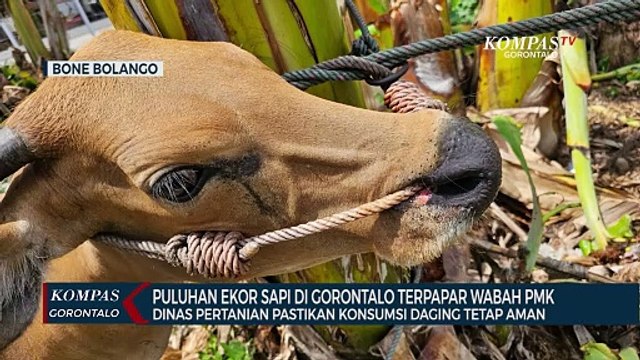Puluhan Sapi di Gorontalo Terpapar Wabah PMK, Dinas Pertanian Pastikan Konsumsi Daging Tetap Aman