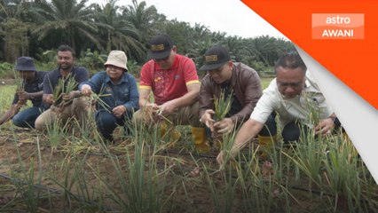 PKPS lancar projek Bawang Rose PKPS, catat tuaian tertinggi empat tan per ekar