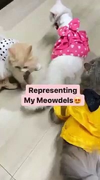 Cat fashion show ♥️😍_cute _cat _fashion _fashionshow _animals _catlover _youtubeshorts _reels(360P)