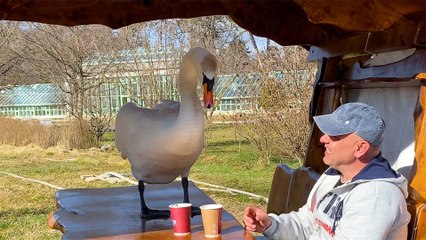 Man Befriends Swan And Takes Him Everywhere He Goes