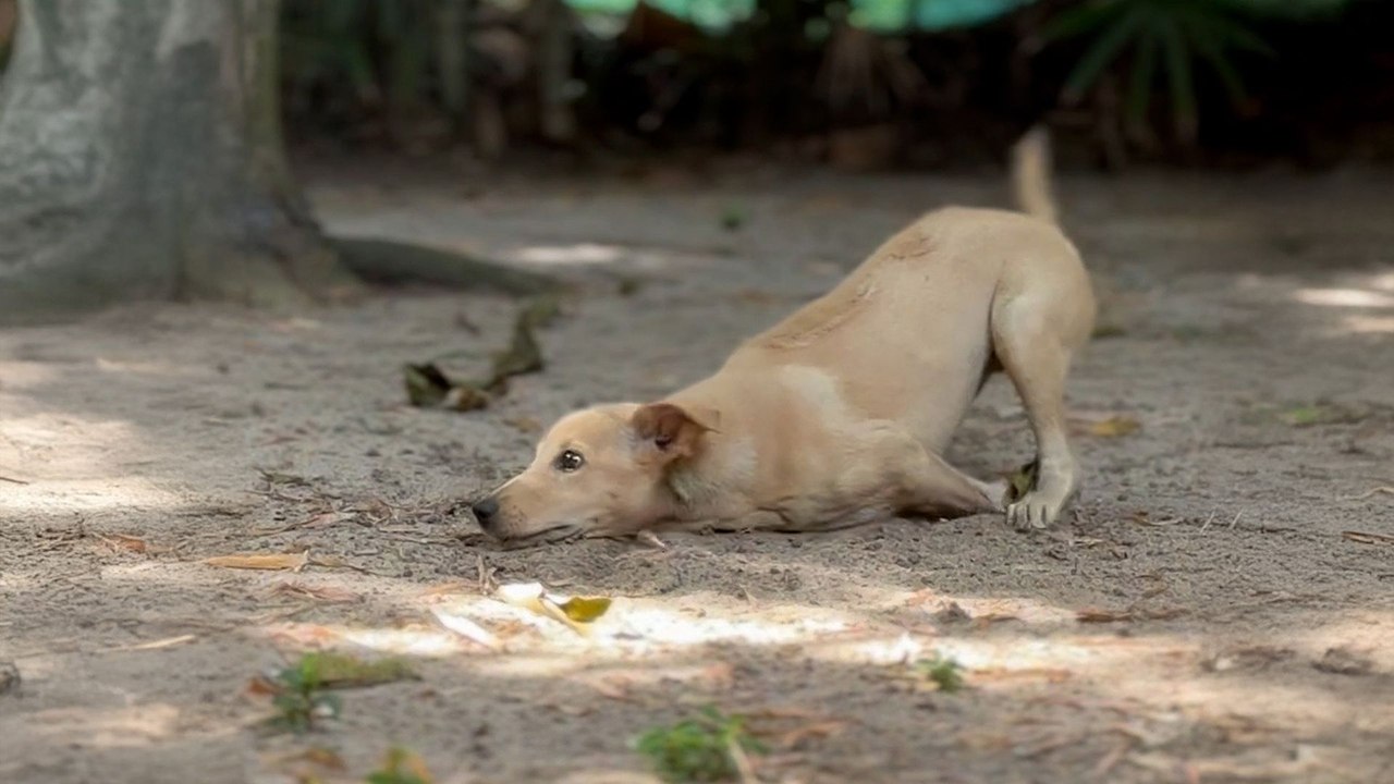 This Puppy Is An Absolute Miracle