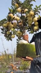 ,,,,,,Much fruits,,,,,, on the trees,,,,,,,