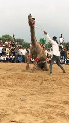,,,,,,,Man learned the,,,,,,, dance's Camel,,,,,,