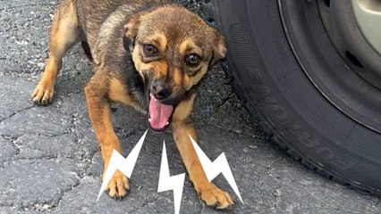 Stray Dog On Busy Street Asks Woman For Help