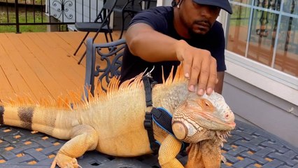 Clingy Iguana Wants To Do Everything His Dad Does