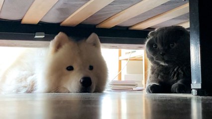 5 Times VERY Persistent Dogs Convinced Cat Siblings To Love Them Back