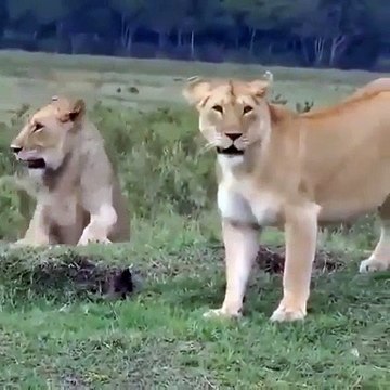 lions l lion king l lions vs bears l lion king songs l lionel richie l shortfeed l viral l animals