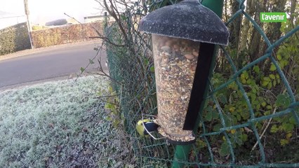 Des mangeoires pour les oiseaux