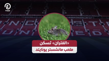 «الفئران» تسكن ملعب مانشستر يونايتد