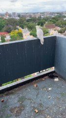 #Cockatoo Feasts on Bread While Pigeons Dine on Balcony Floor