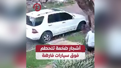 أشجار ضخمة تتحطم فوق سيارات فارهة