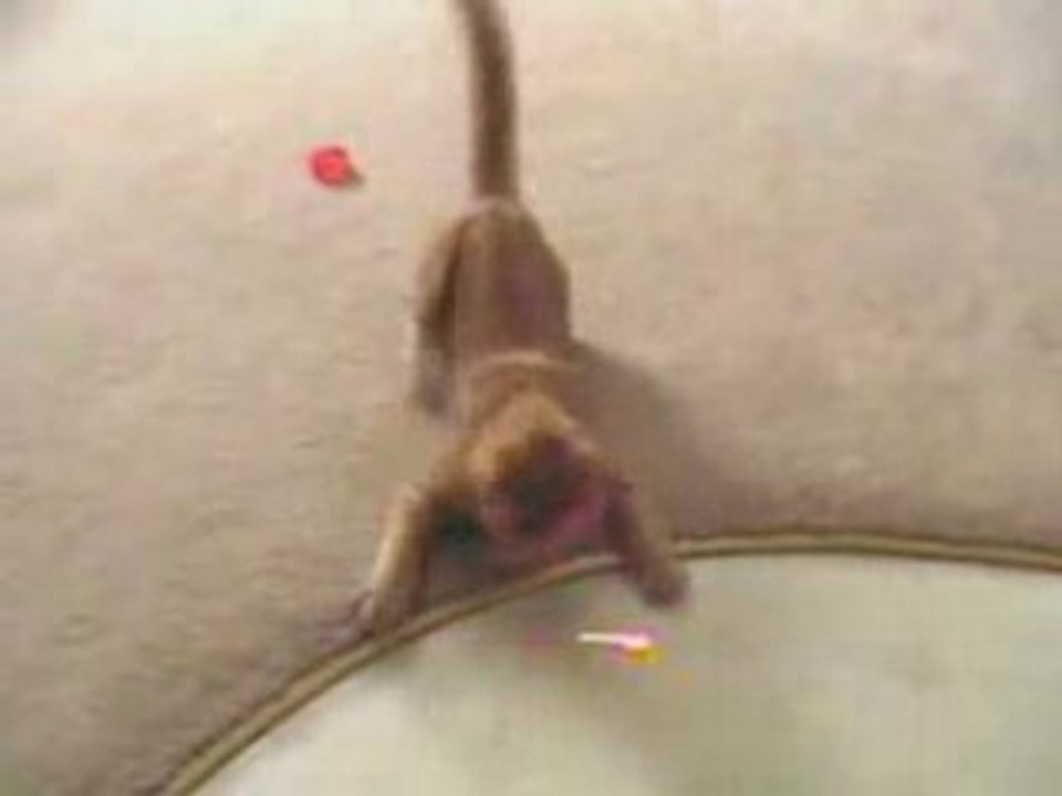 Chat fou
