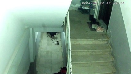 Sinop’ta apartmana giren köpekler kediyi öldürdü