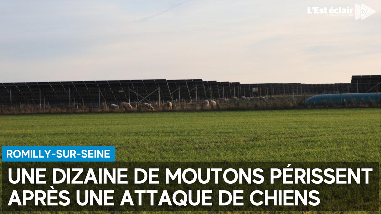 Une semaine d’angoisse pour la propriétaire du chien qui a attaqué les moutons à Romilly-sur-Seine