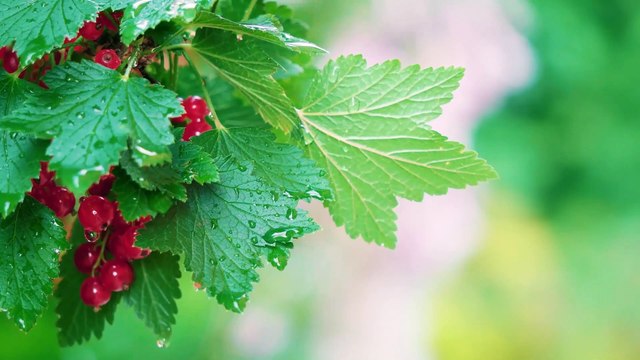 Surah Yaseen Ki Tilawat l Surah Yaseen Recitation l Beautiful Tilawat l Surah Yaseen Recitation lsurah yaseen recitation beautiful l Surah Yasin Recitation l Lofi Quran Recitation For Sleep l Surah Yasin (6)