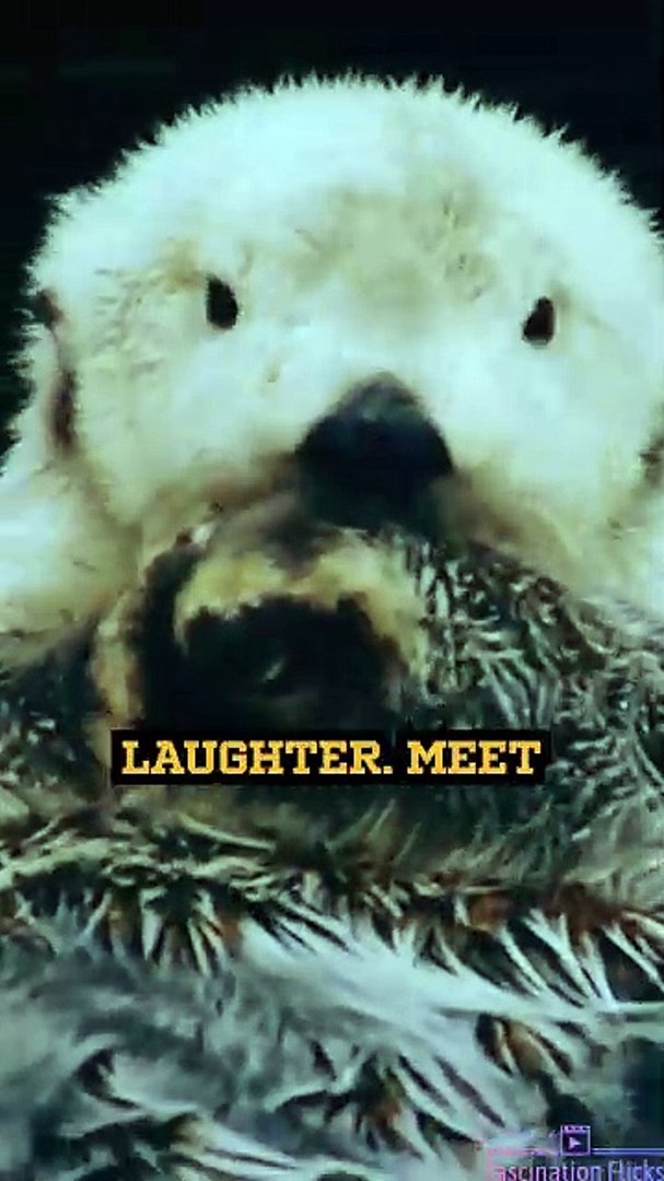 ⁣The Playful World of Otters!