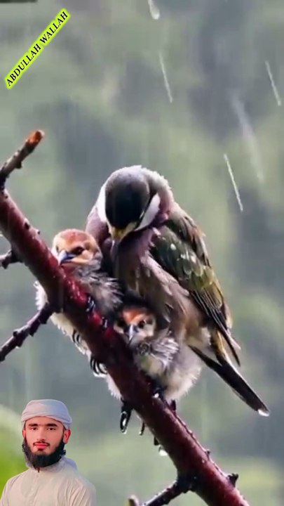 surah yaseen 13create #shorts #viralvideo #shortsvideo #shortfeed #NatureInspiredByQuran #bird