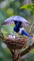 #mother #amor #loveyou #love #birds #rain #sn2sg #motherhood #sunnight #children #sunnightmusic #baby #cute #sunnightblues #sakurafalling #cutebaby #wildlife #nature #vibes #animal #sunnightpop #protection #cover #wings #angel #heart #touching #healing