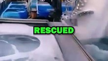 RESCUING WHALE SHARK! #animals #animalstories #pets #animalrescue #cute #cuteanimals #natureglobal