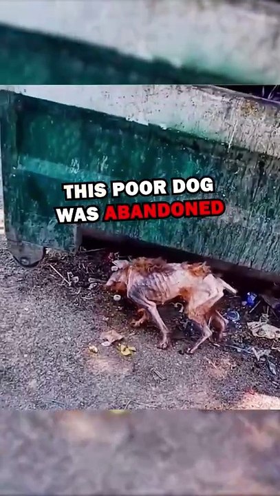 SAVING DYING DOG! #animals #animalstories #pets #animalrescue #cute #cuteanimals #natureglobal