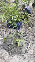 প্রকৃতির বন্ধু বাঁশের চারা রোপণ করলাম