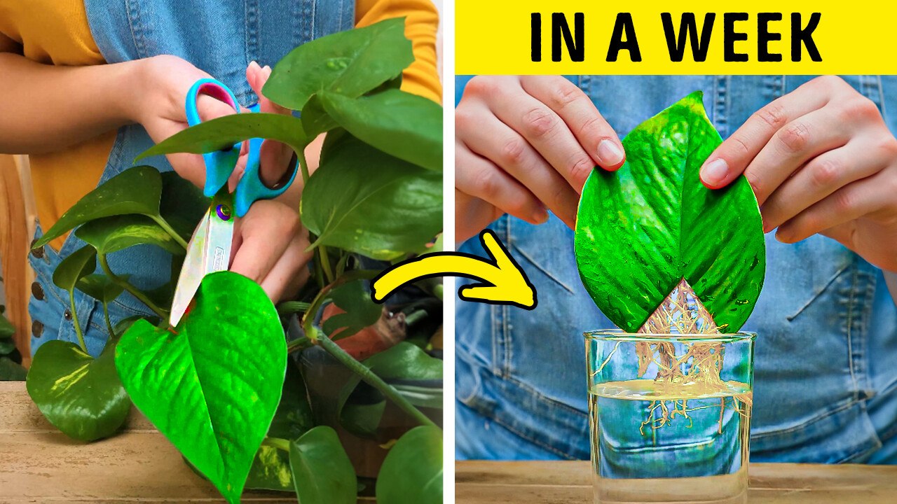 Planting Techniques for a Lush Indoor Garden