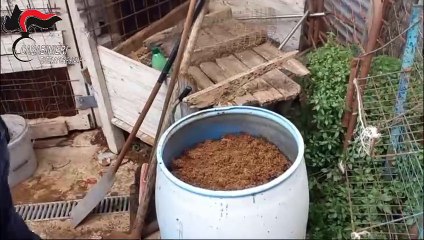 Canile da incubo, segugi rinchiusi in condizioni disumane. Il video del sequestro